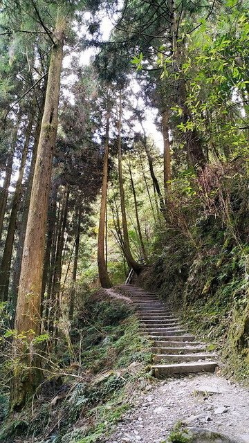 2019-11-22 14-39-38(001).jpg - 20191122_觀霧_檜山巨木步道_回程