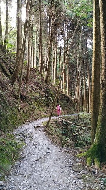 2019-11-22 14-39-48(001).jpg - 20191122_觀霧_檜山巨木步道_回程