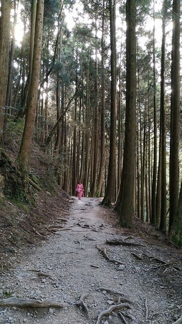 2019-11-22 14-47-03(001).jpg - 20191122_觀霧_檜山巨木步道_回程