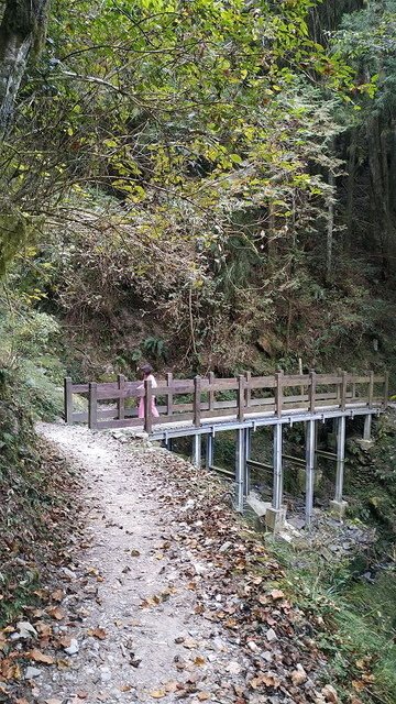 2019-11-22 15-03-03(001).jpg - 20191122_觀霧_檜山巨木步道_回程