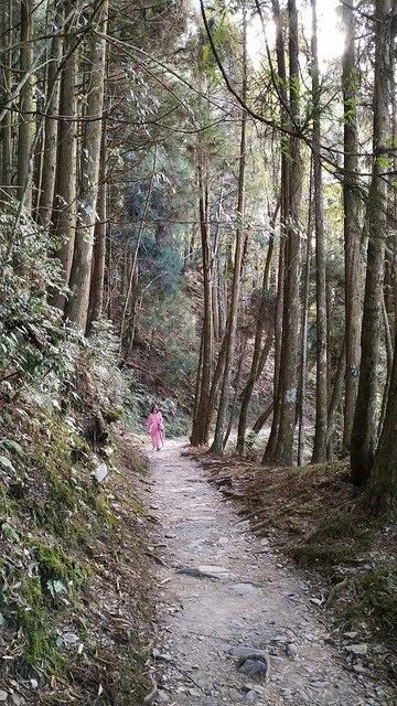 2019-11-22 15-05-43(001).jpg - 20191122_觀霧_檜山巨木步道_回程