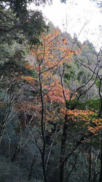 2019-11-22 15-21-20(001).jpg - 20191122_觀霧_檜山巨木步道_回程