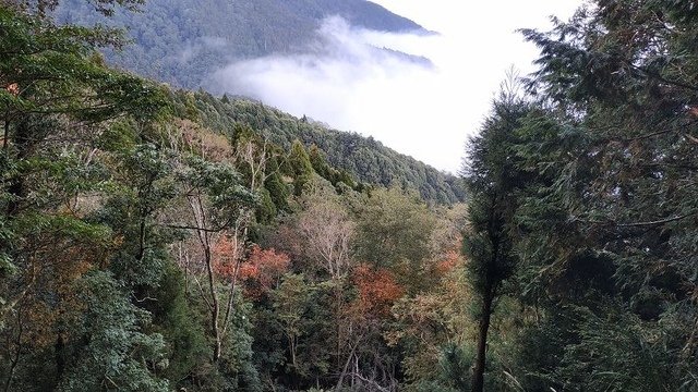 2019-11-22 15-31-31(001).jpg - 20191122_觀霧_檜山巨木步道_回程