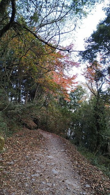 2019-11-22 15-32-23(001).jpg - 20191122_觀霧_檜山巨木步道_回程