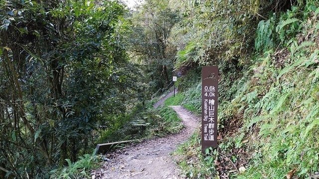 2019-11-22 15-40-09(001).jpg - 20191122_觀霧_檜山巨木步道_回程