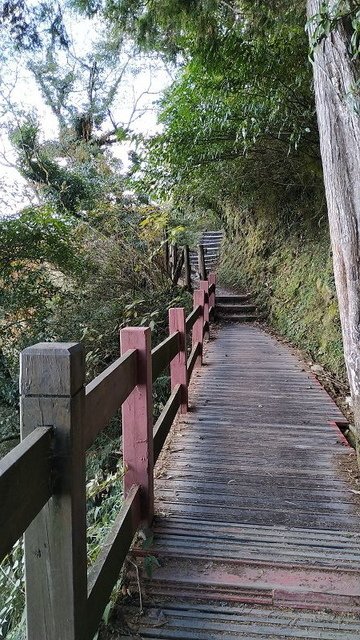 2019-11-22 15-41-03(001).jpg - 20191122_觀霧_檜山巨木步道_回程