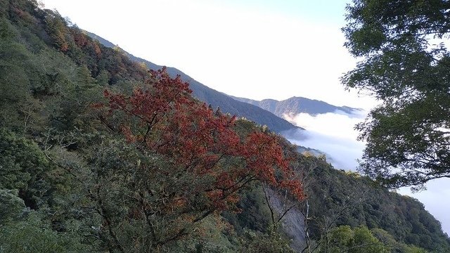 2019-11-22 15-45-40(001).jpg - 20191122_觀霧_檜山巨木步道_回程