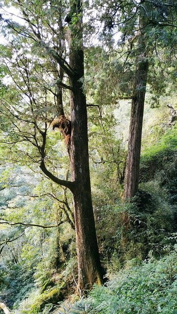 2019-11-22 15-52-59(001).jpg - 20191122_觀霧_檜山巨木步道_回程