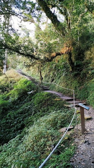 2019-11-22 15-53-11(001).jpg - 20191122_觀霧_檜山巨木步道_回程