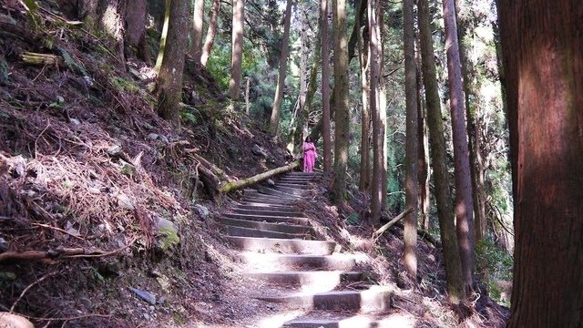 2019-11-22 13-40-46(001).jpg - 20191122_觀霧_檜山巨木步道_巨木區