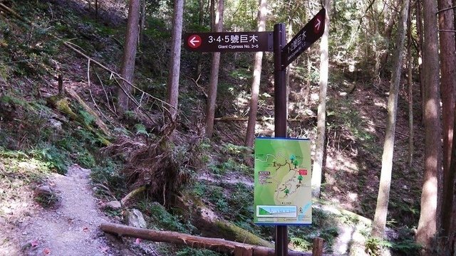 2019-11-22 13-57-42(001).jpg - 20191122_觀霧_檜山巨木步道_巨木區