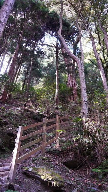 2019-11-22 13-57-49(001).jpg - 20191122_觀霧_檜山巨木步道_巨木區