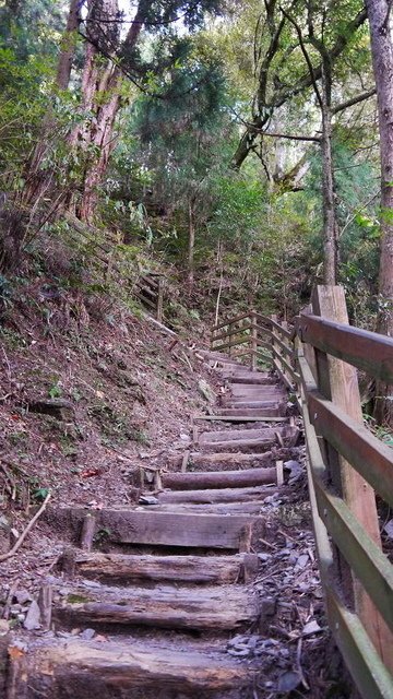 2019-11-22 13-59-12(001).jpg - 20191122_觀霧_檜山巨木步道_巨木區