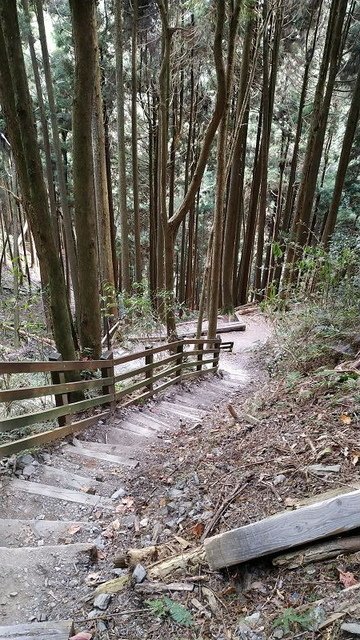 2019-11-22 14-00-25(001).jpg - 20191122_觀霧_檜山巨木步道_巨木區