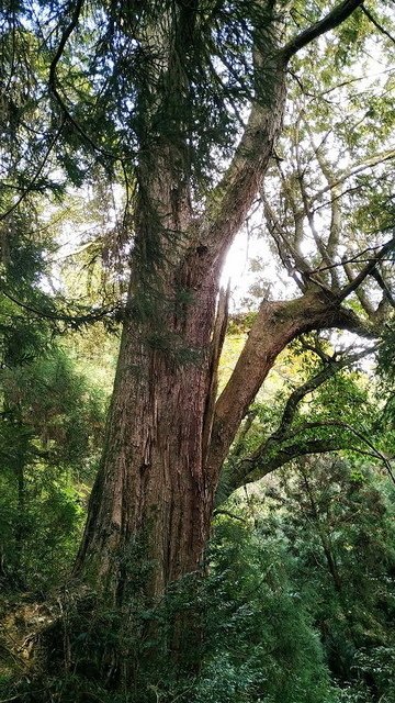 2019-11-22 14-01-39(001).jpg - 20191122_觀霧_檜山巨木步道_巨木區