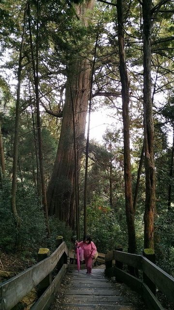 2019-11-22 14-08-47(001).jpg - 20191122_觀霧_檜山巨木步道_巨木區