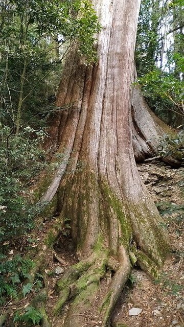 2019-11-22 14-12-39(001).jpg - 20191122_觀霧_檜山巨木步道_巨木區