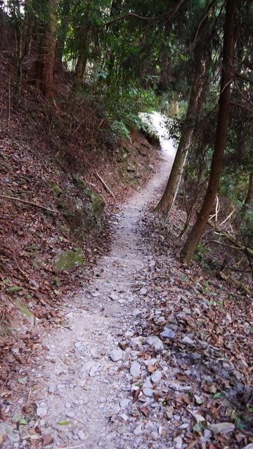 2019-11-22 14-17-37(001).jpg - 20191122_觀霧_檜山巨木步道_巨木區