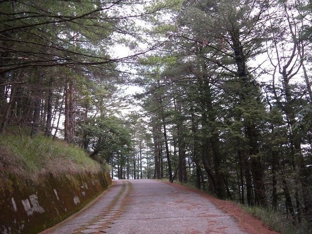 2019-04-26 13-59-27 (2)(001).jpg - 20190426_台中_大雪山森林遊樂區_雪山神木