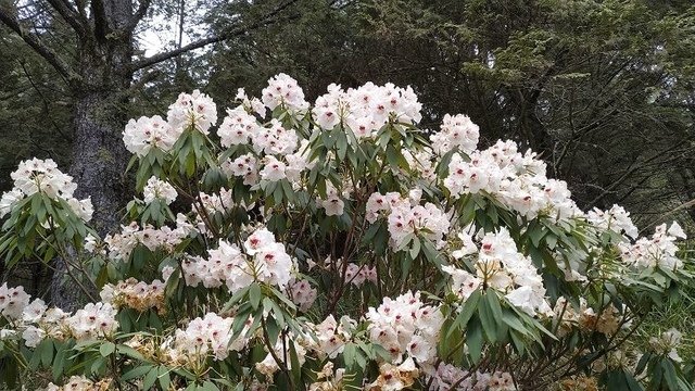 2019-04-26 13-04-56(001).jpg - 20190426_台中_大雪山森林遊樂區_雪山神木