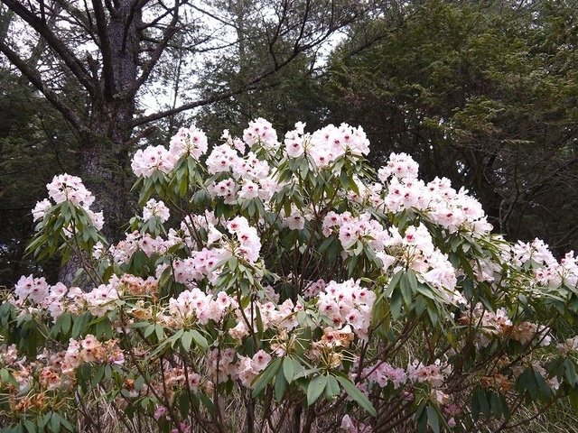 2019-04-26 13-06-57(001).jpg - 20190426_台中_大雪山森林遊樂區_雪山神木