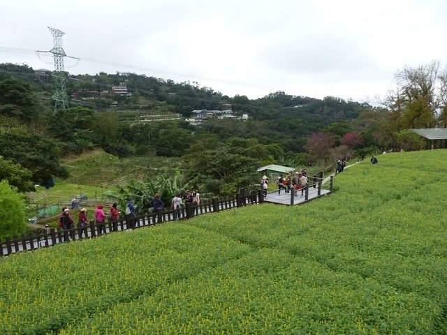 2019-02-10 12-55-56(001).jpg - 20190210_木柵_貓空魯冰花