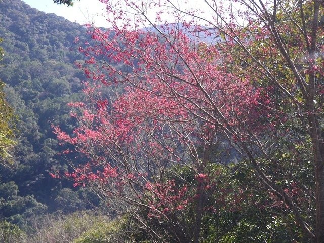 2018-02-15 11-16-17(001).jpg - 20180215_烏來_福山卡拉模基步道