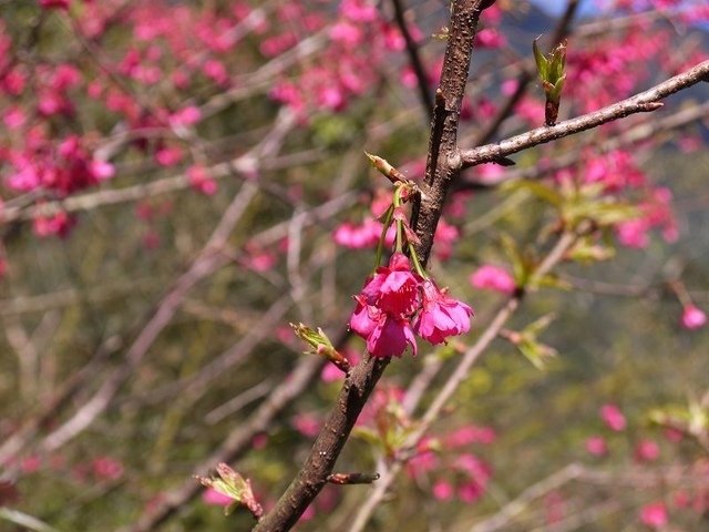 2018-02-15 11-31-42(001).jpg - 20180215_烏來_福山卡拉模基步道