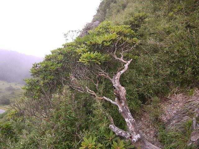 2017-06-25 12-14-54(001).jpg - 20170625_合歡山_合歡山尖山