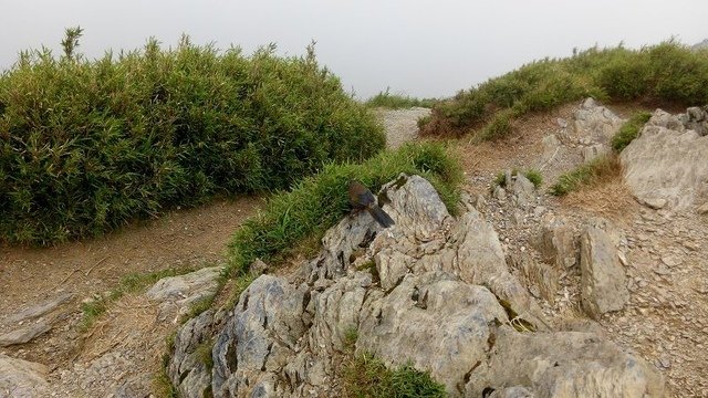 2017-06-25 12-22-44(001).jpg - 20170625_合歡山_合歡山尖山