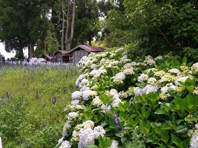 2017-06-24 13-29-19(001).jpg - 20170624_清境農場_青青草原