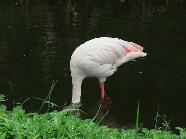 20231022_台北市_木柵動物園