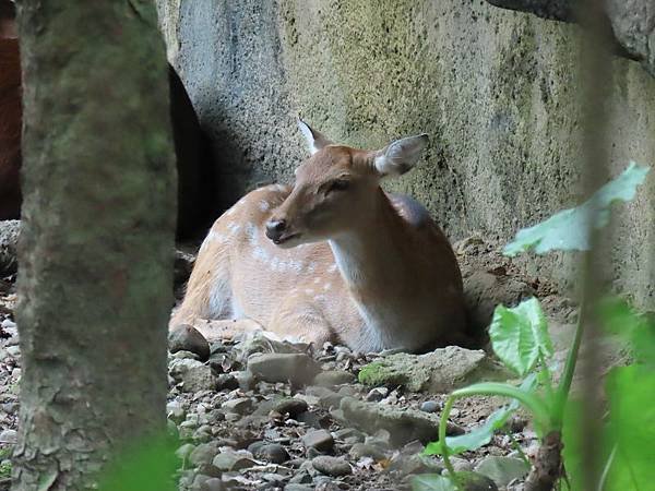 20231022_台北市_木柵動物園