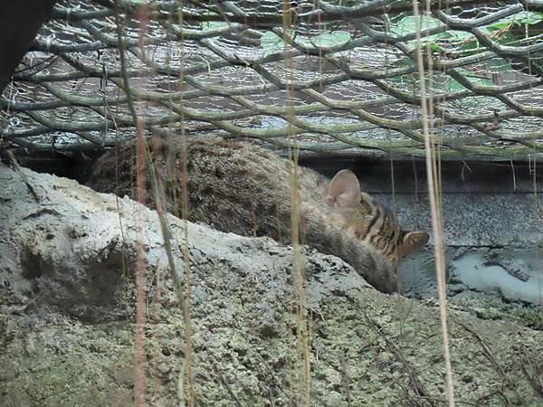 20231022_台北市_木柵動物園