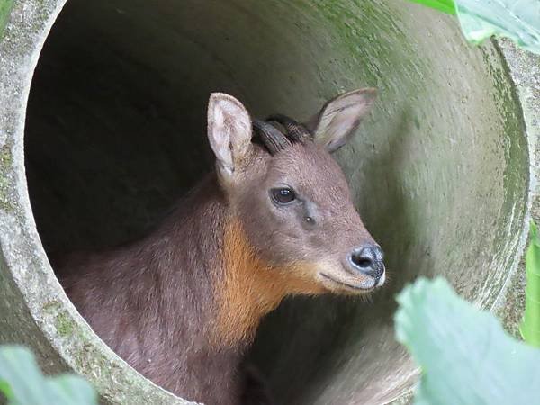 20231022_台北市_木柵動物園