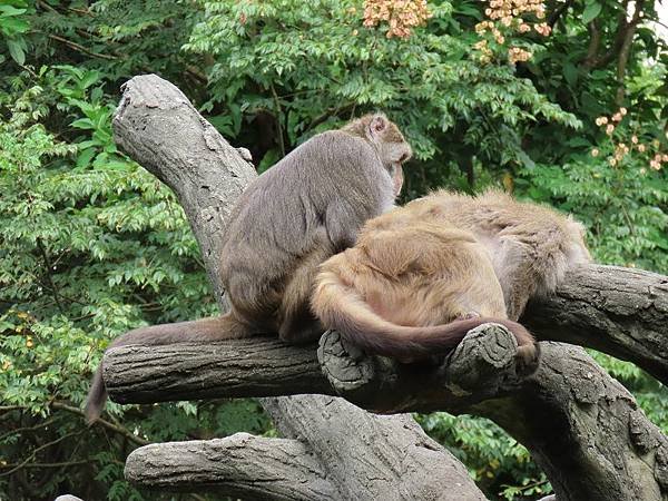 20231022_台北市_木柵動物園