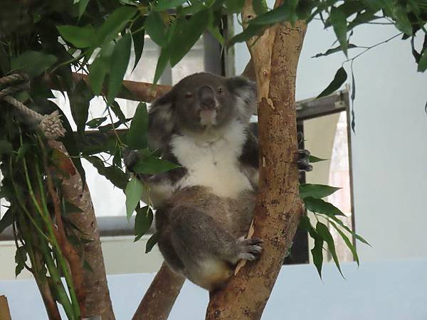 20231022_台北市_木柵動物園