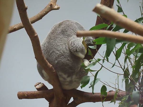 20231022_台北市_木柵動物園