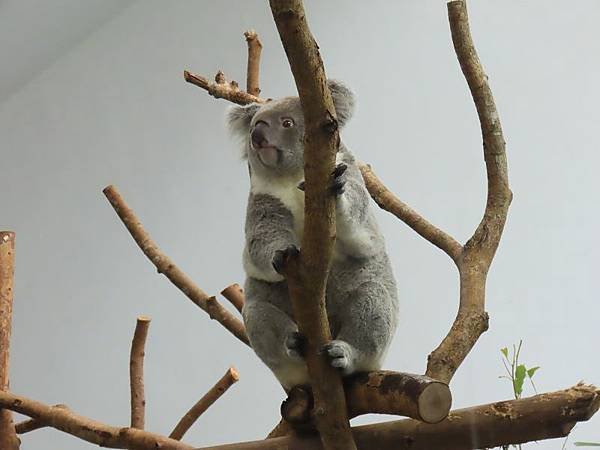 20231022_台北市_木柵動物園