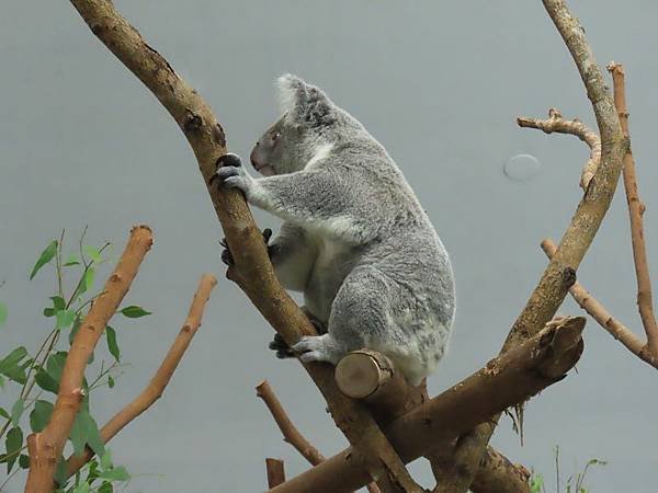 20231022_台北市_木柵動物園