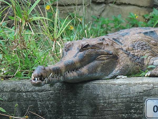 20231022_台北市_木柵動物園