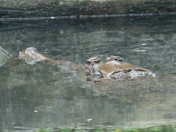 20231022_台北市_木柵動物園