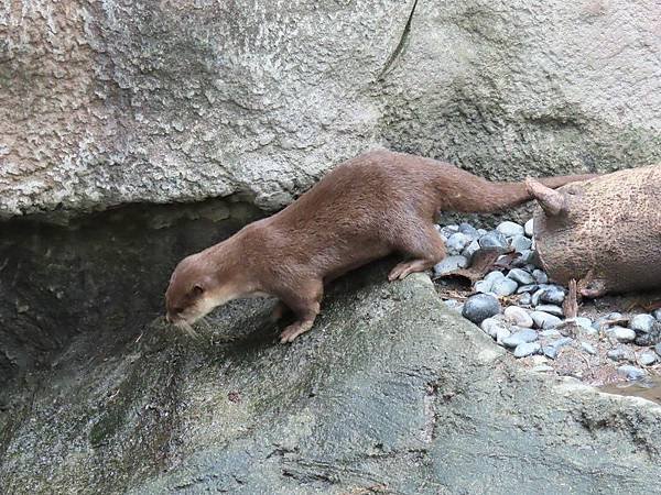 20231022_台北市_木柵動物園