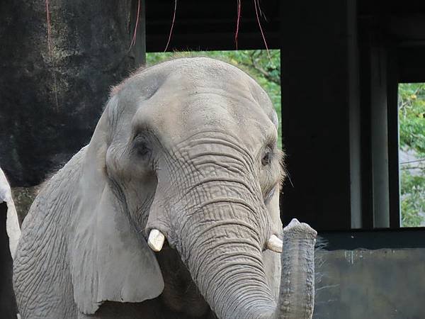 20231022_台北市_木柵動物園_非洲動物區