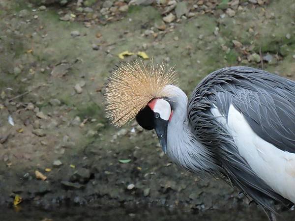 20231022_台北市_木柵動物園_鳥園