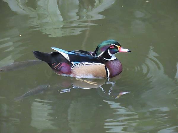 20231022_台北市_木柵動物園_鳥園