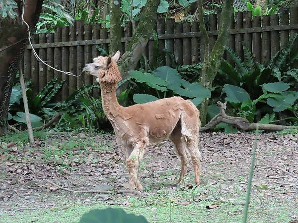 20231022_台北市_木柵動物園_鳥園