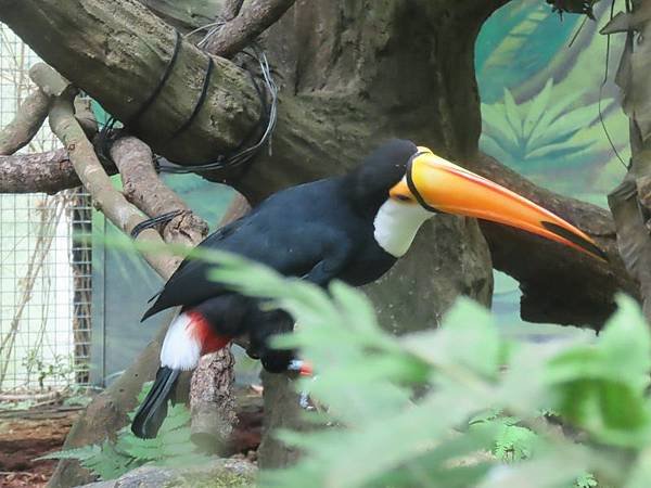 20231022_台北市_木柵動物園_熱帶雨林區