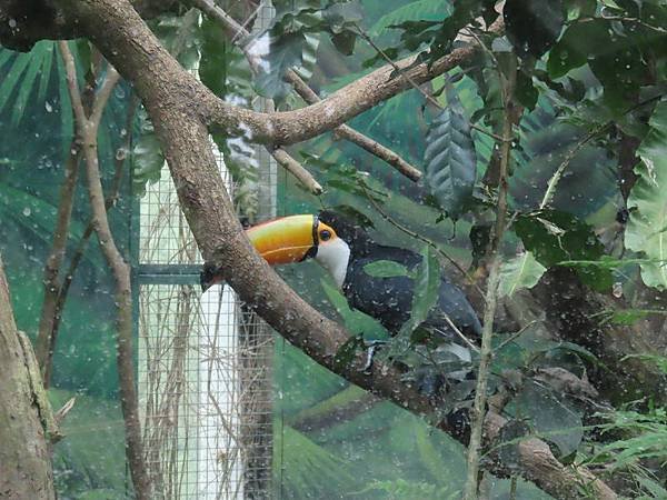 20231022_台北市_木柵動物園_熱帶雨林區