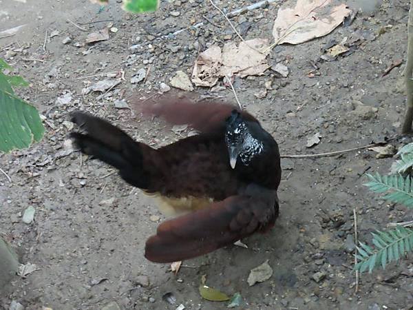 20231022_台北市_木柵動物園_熱帶雨林區